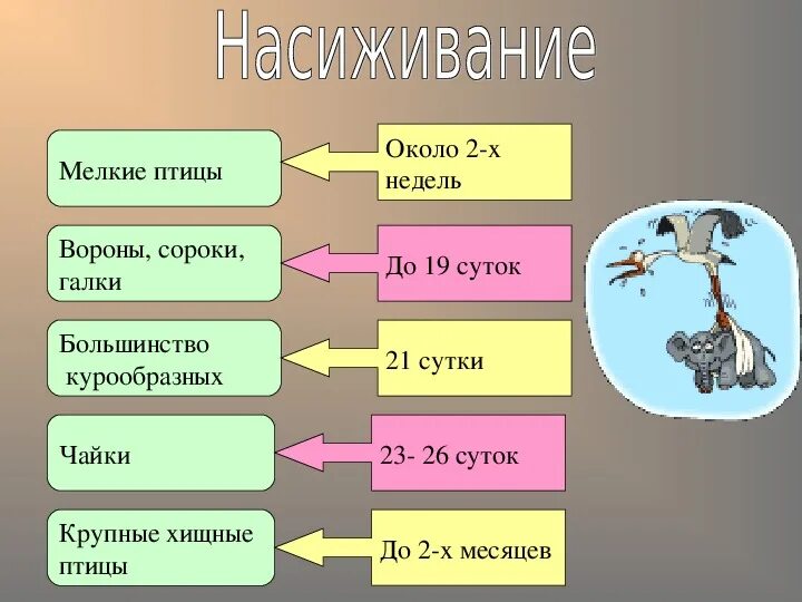 Сезонные явления в жизни птиц кратко. Годовой жизненный цикл и сезонные явления в жизни птиц 7 класс таблица. Годовой жизненный цикл и сезонные явления в жизни птиц. Годовой жизненный цикл птиц 7 класс. Годовой жизненный цикл птиц 7 класс биология.