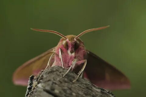 Фотографии бражников