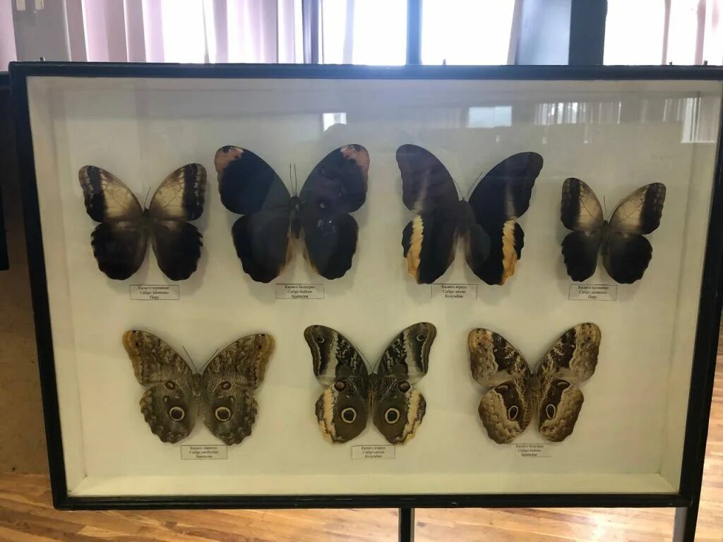 Выставка бабочек колизей. Выставка бабочек. Выставка бабочек Ставрополь. ВДНХ выставка бабочек 2023. Выставка бабочек в Уфе 2023.