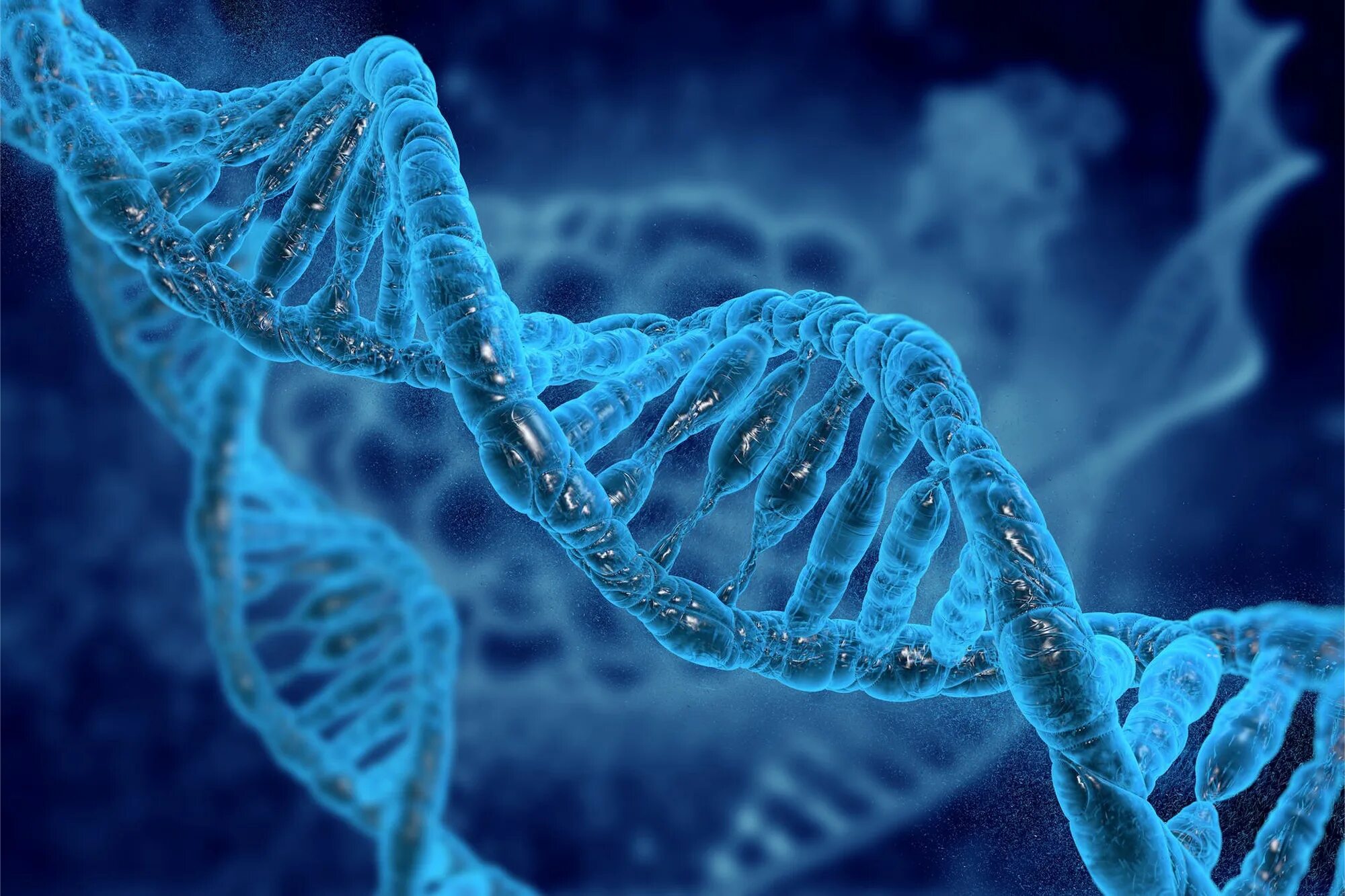 Молекулярная биофизика. ДНК гены геном. Молекула ДНК. Дн 4. Цепочка ДНК.
