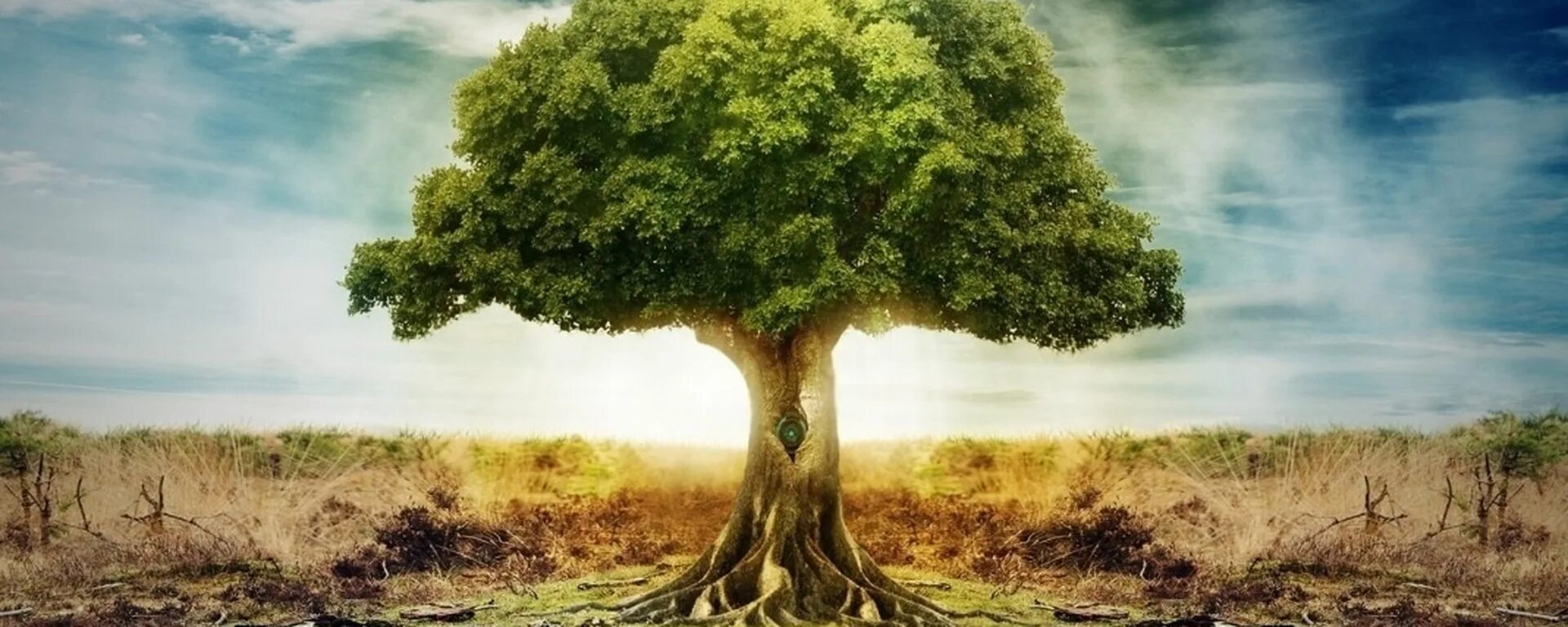 Дерево жизни дуб. Дерево жизни. Сказочное дерево. Красивое дерево жизни. Дерево Древо.
