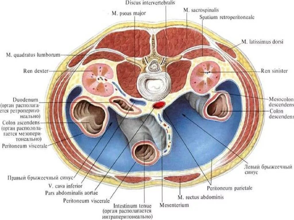 Топографические срезы. Поперечный распил туловища с ходом брюшины. Поперечный срез брюшины схема. Горизонтальный срез брюшины. Органы забрюшинного пространства топографическая анатомия.