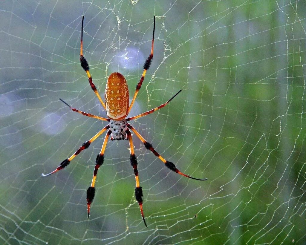 Паук1м. Паук1м. Косынка пасьянс паук1масть. Паук1м. Паук1м.