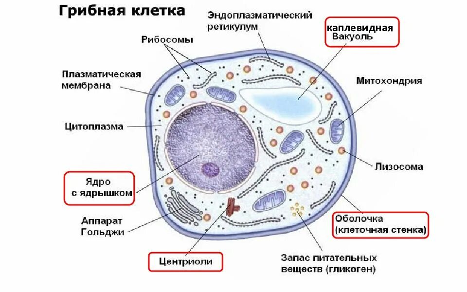 Верны ли суждения о строении грибной клетки. Строение клетки грибов. Клетка гриба. Строение грибной клетки. Функции грибной клетки.