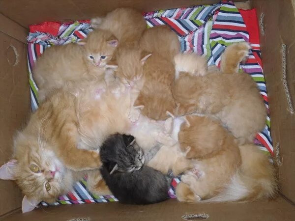 Сколько обычно котят у кошки. Рыжие котята после рождения. Кошка может родить котят. Котята британские рыжие только родившиеся. Максимальное число котят.