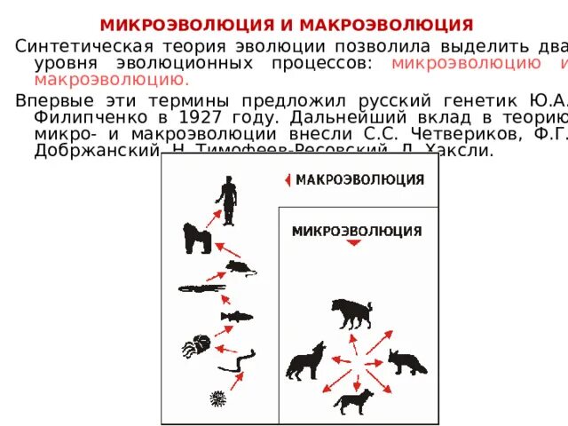 Материал для микроэволюции. Эволюция Макроэволюция микроэволюция. Макроэволюция и микроэволюция презентация. Синтетическая теория эволюции микроэволюция. Материал для эволюционного процесса макроэволюции.