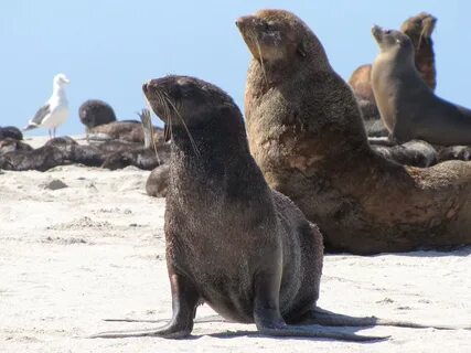Seals eat