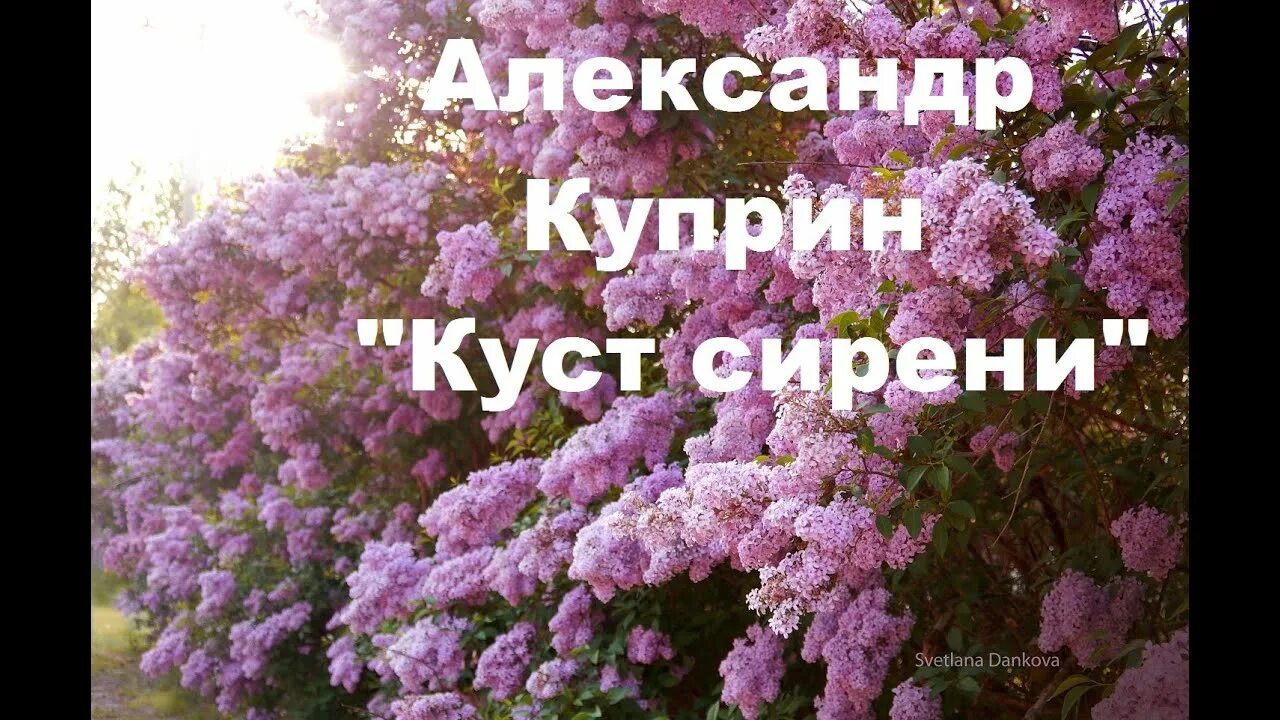 Куприн сиреневый куст. Куприн сирень. Куст сирени Куприн.