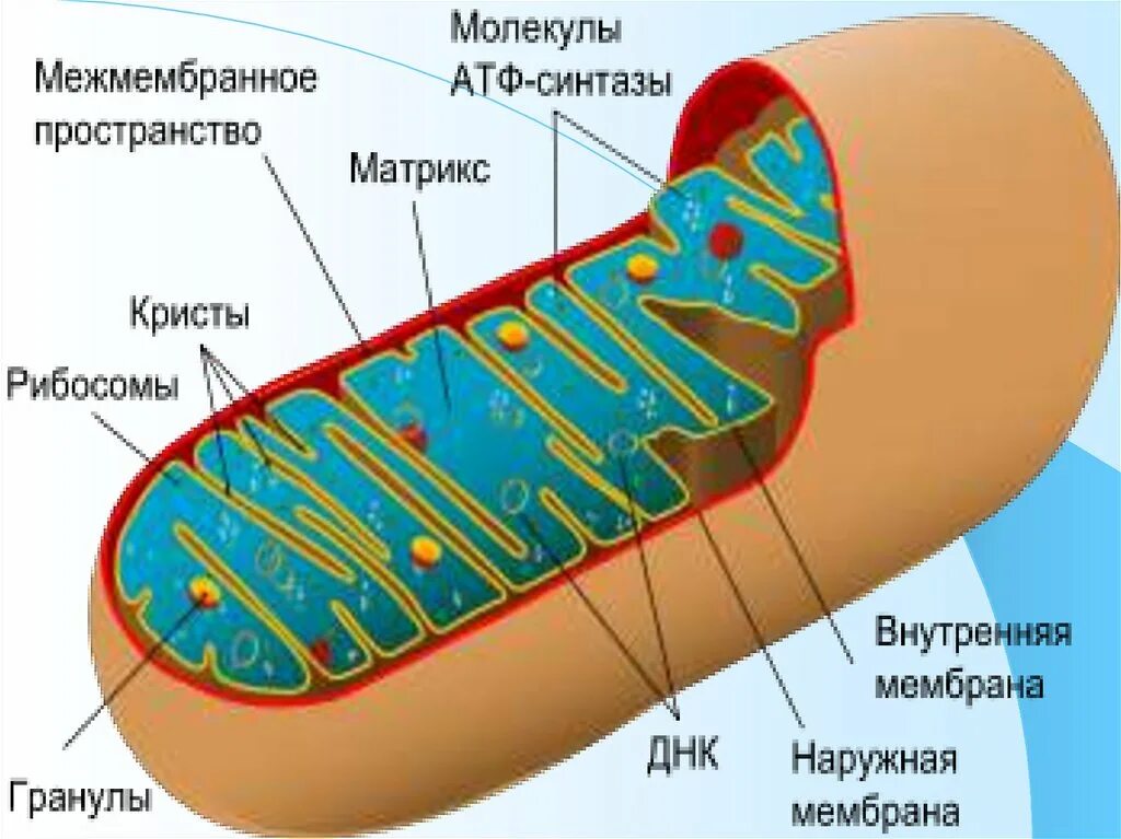 Митохондрии атф хлоропласты. Межмембранное пространство митохондрий. АТФ синтаза в митохондрии. Презентация на тему митохондрии. АТФ синтазы митохондрия на картинке.