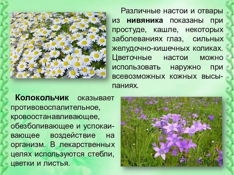 План луга окружающий мир 4 класс. Презентация на тему луг. жизнь луга презентация. проект на тему жизнь луга. жизнь луга презентация 4.