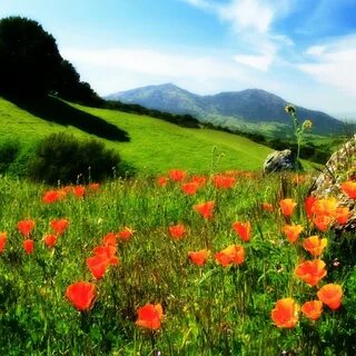 Poppy 3 на телефон
