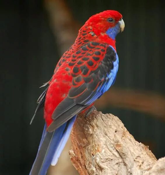 Большой красный пестрый. Розелла попугай. Аделаидская Розелла. Розелла пестрая попугай. Попугай Розелла красная.