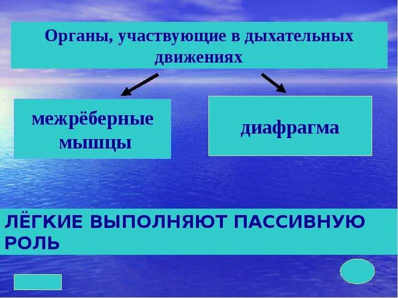 Дыхательные движения. Дыхательные движения 8 класс презентация. Дыхательные движения 8 классы презентация. Органы участвующие в дыхательных движениях.