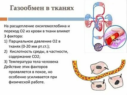 Какая ткань способствует газообмену