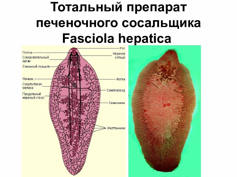 Сосальщики препараты