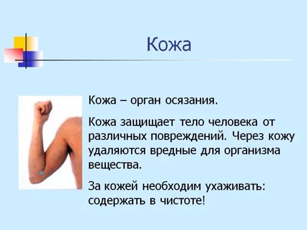 Проект окружающий мир 3 класс про кожу Осязание описание найдено 90 картинок