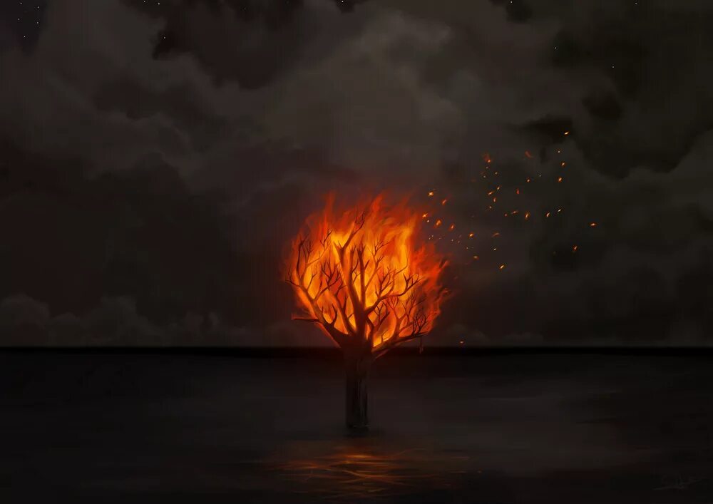 Горящие деревья. Дерево в огне. Дерево горит. Сгоревшее дерево. Сгоревшие судьбы