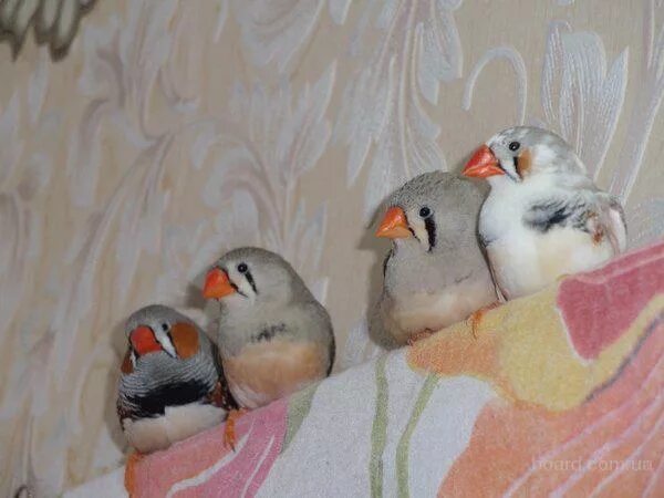 зоомагазины искитим амадины зебровые. зоомагазин амадин. зоомагазин амадин. птички амадины зоомагазин.