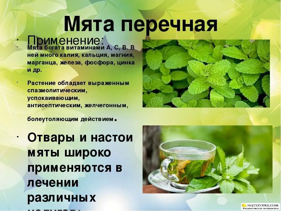 Вред зеленого чая для мужчин. Мята перечная для травника. Мята перечная лекарственное сырье. Мята лекарственное растение. Мята перечная лекарственное растение.