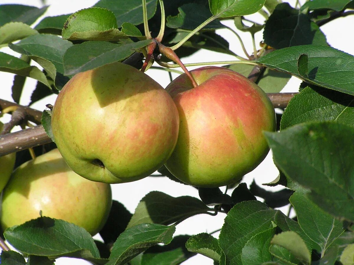 Яблоня сорт устойчивая. Богатырь (сорт яблони). Сорт яблок богатырь. Яблоня богатырь полукарликовая. Яблоня богатырь яблоня богатырь.