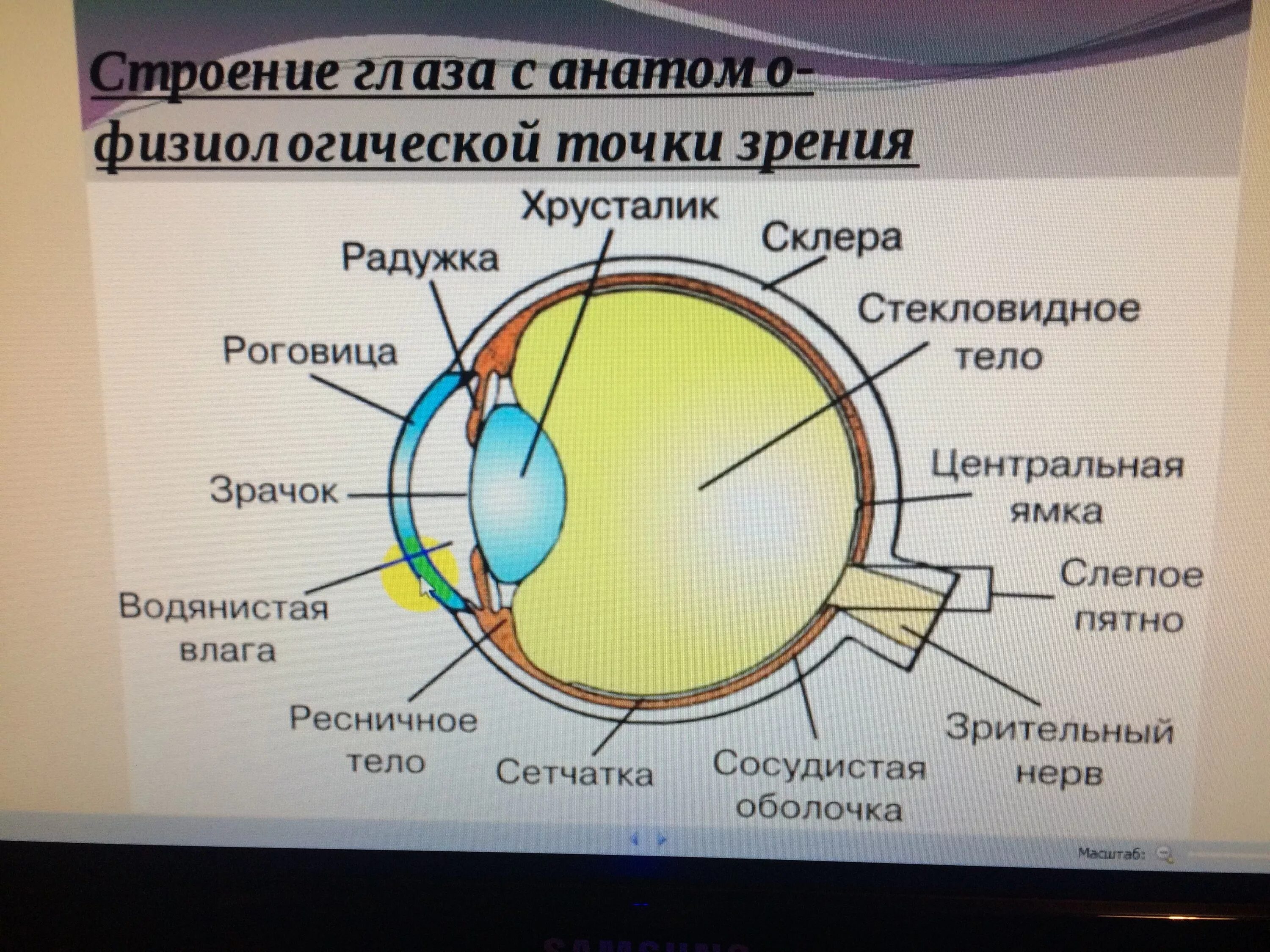 Роговица зрительная зона коры мозга стекловидное тело. Строение глаза вид сбоку. Схема строения зрительного анализатора. Схема строения глазного анализатора. Зрительный анализатор строение глаза.