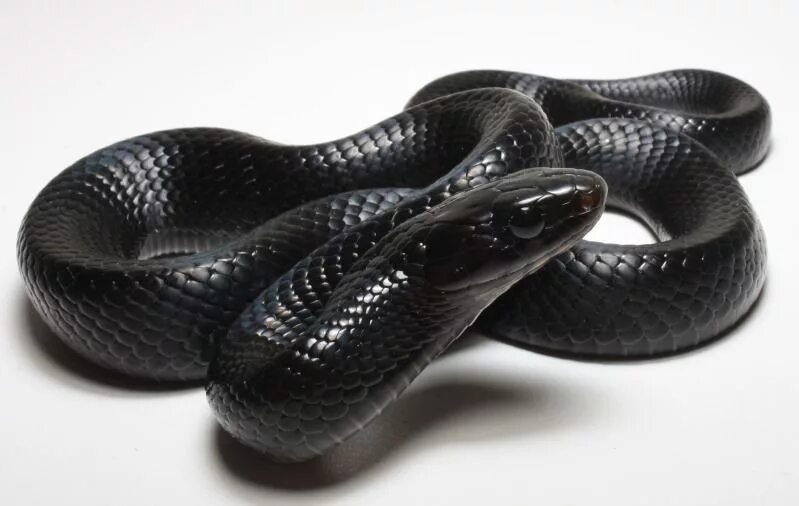 Змеи черного цвета. Королевская змея нигрита. Черная Муссурана. Муссурана змея. Чёрная Королевская змея нигрита.