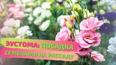 Как посадить эустому семенами на рассаду