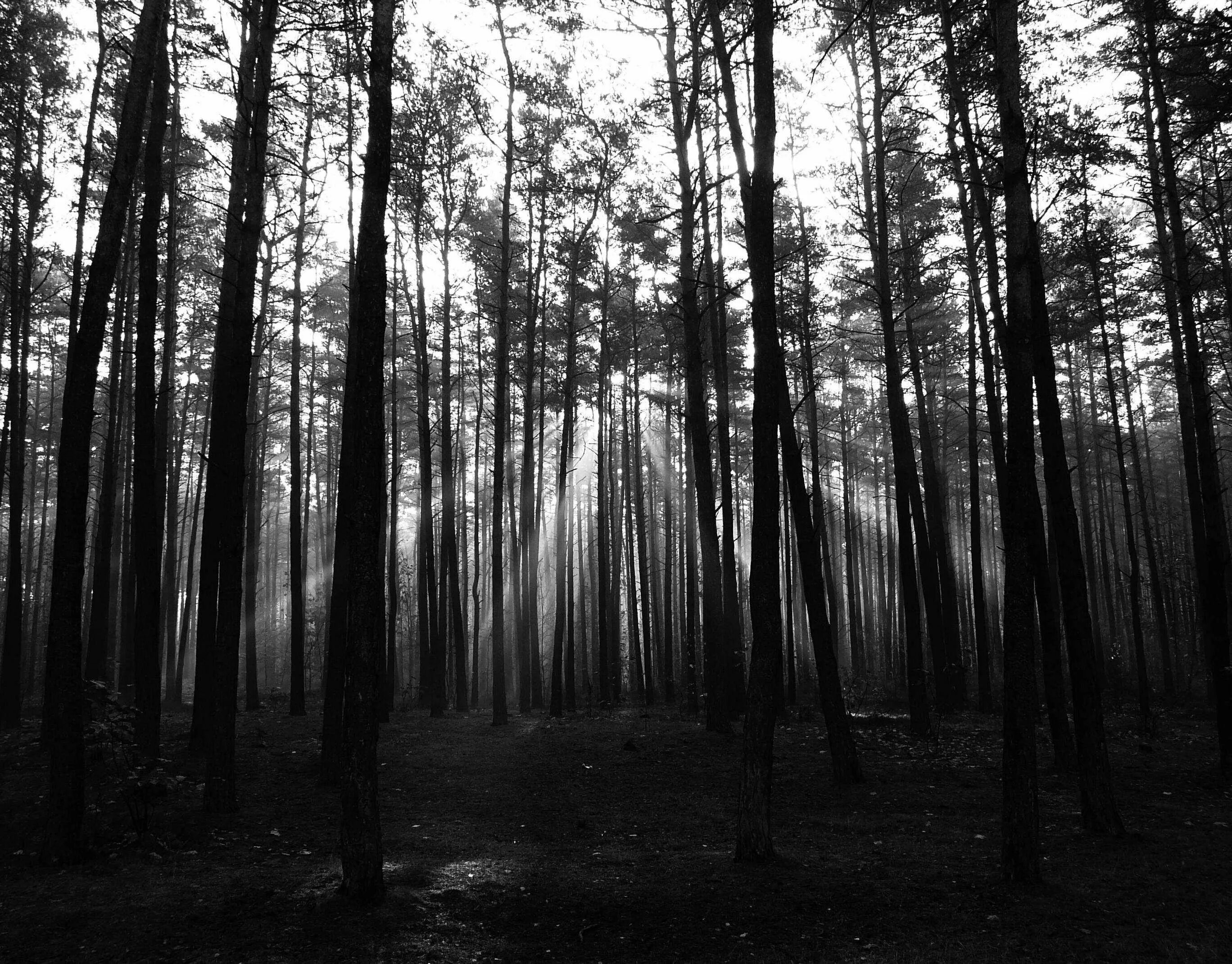 Шварцвальд темный лес. Мрачный лес. Страшный лес. Мрачный Сосновый лес.