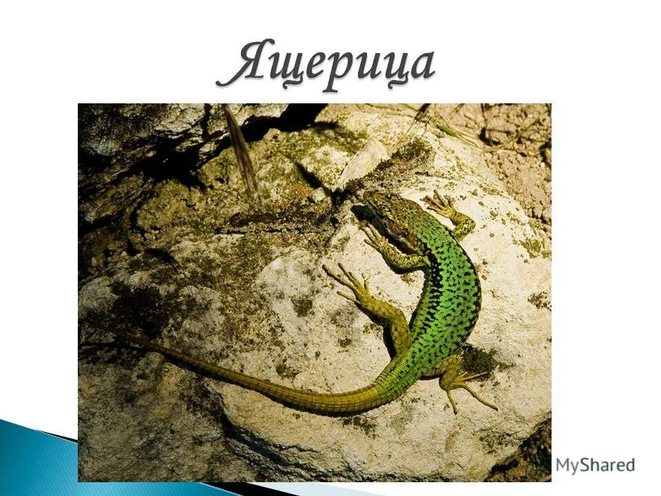 Способ передвижения ящерицы обеспечивается. Способ передвижения ящерицы обеспечивается. Признаки пресмыкающихся. Перемещение ящерицы. Система органов рептилий.