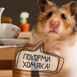 Почему не пришли деньги хамстер
