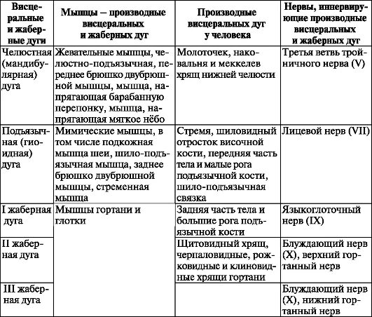 Первая и вторая висцеральные дуги их производные. Висцеральные жаберные дуги. Висцеральные жаберные дуги. Первая и вторая висцеральные дуги. Производные жаберного аппарата.