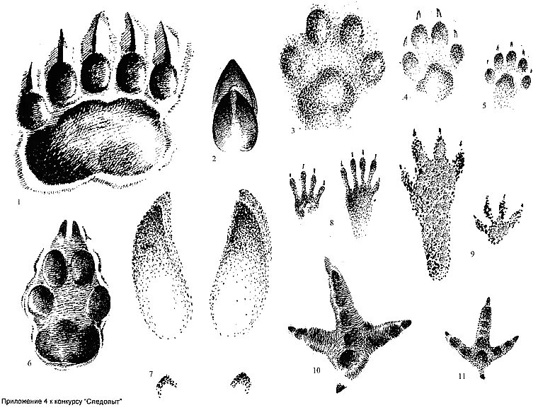 Следы волка зайца медведя лисы. Следы животных трасология. Следы зайца лося волка лисы. Следы волка следы лисы и следы медведя..