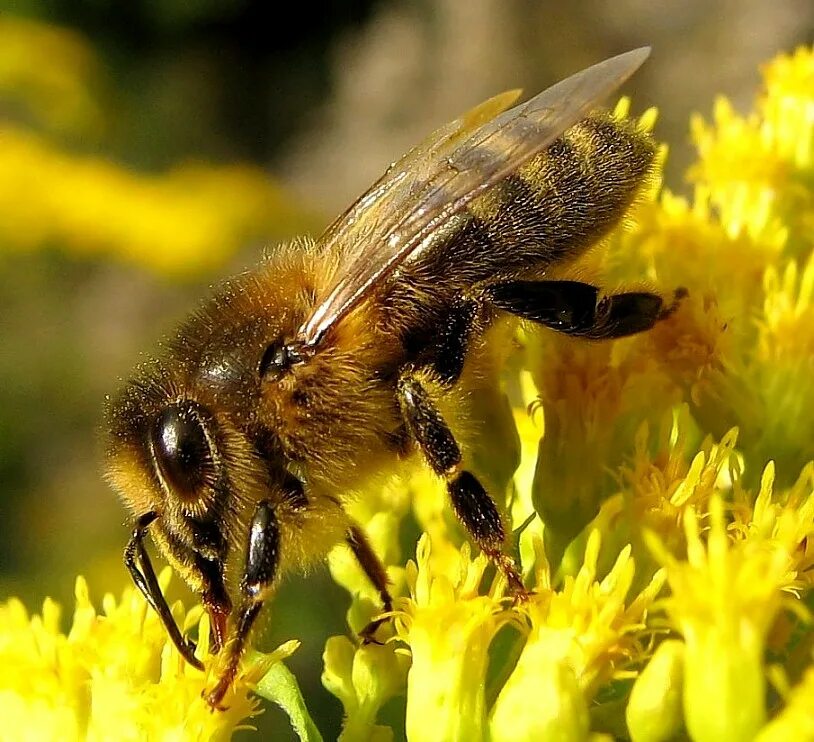 Апи пчела. Пчела АПИС Меллифера. Медоносная пчела. Медоносная пчела APIS mellifera. Мегрельская пчела.