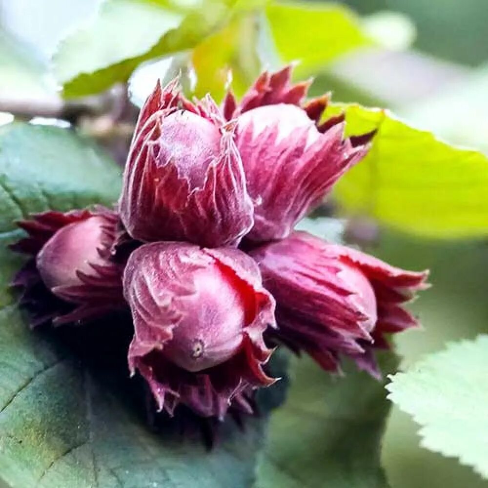 Лещина московский рубин. Фундук сахарный. Фундук квачевский купить в россии. Фундук сахарный. Фундук краснолистный московский рубин.