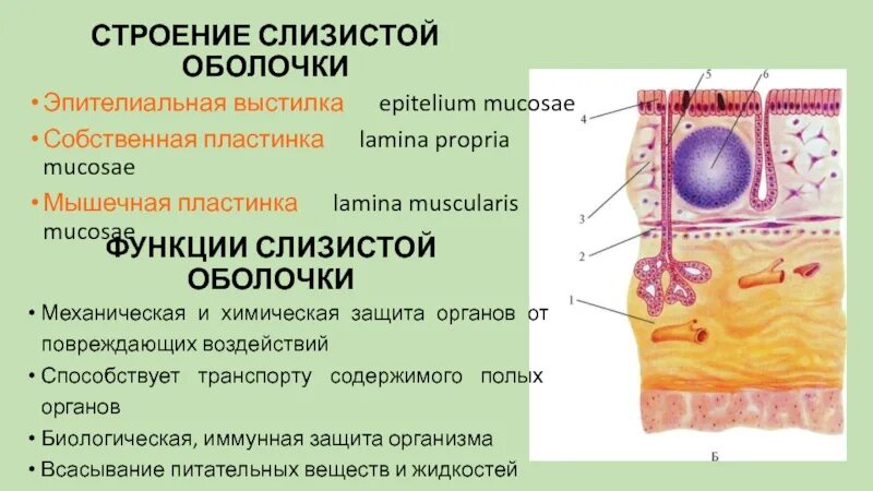 Слизистая оболочка структура. Строение слизистой оболочки анатомия. Функции слизистой оболочки. Слизистые оболочки строение. Слизистые оболочки строение и функции