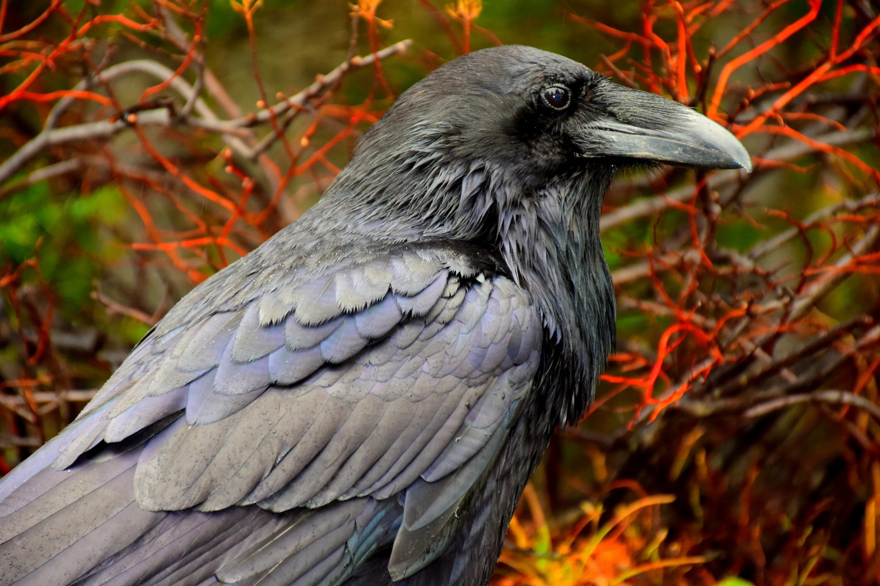 Ворона птица. Птицы семейства Corvidae. Вещий ворон. Самая черная птица в природе.