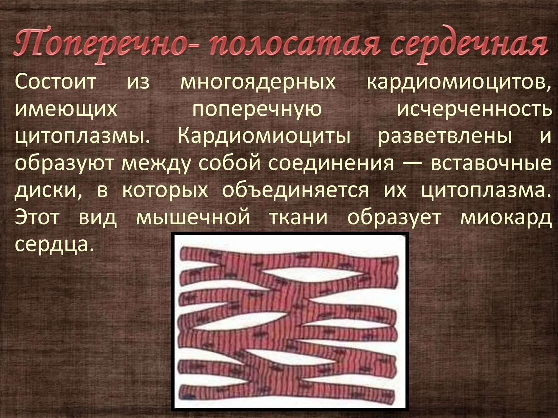 Состоит из клеток имеющих поперечную исчерченность. Поперечная исчерченность. Образует поперечную исчерченность. Поперечная исчерченность кардиомиоцитов. Многоядерная ткань.