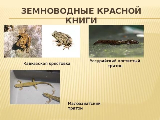 Сообщение охраняемые земноводные. Лягушки занесенные в красную книгу. Сообщение охраняемые земноводные. Класс земноводные. Земноводные презентация.