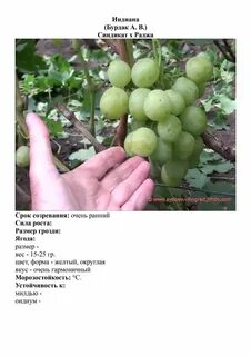 Виноград индиана