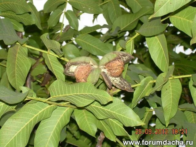 Орехи растут в подмосковье. Орех маньчжурский (juglans mandshurica). Фундук исаевский. Орех грецкий скороплодный. Орехи растут в подмосковье.
