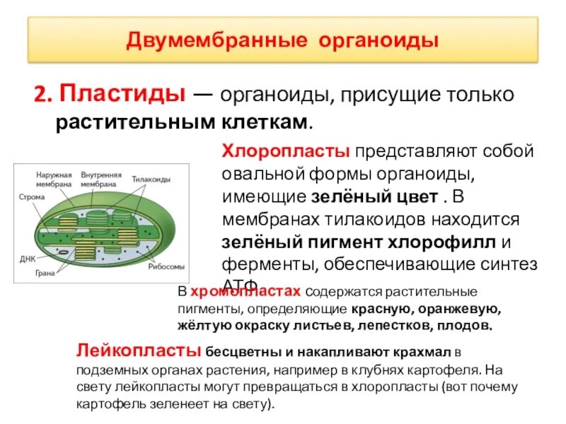 Хлоропласт двумембранный. Пластиды функции органоида. Органоиды пластиды строение и функции. Двумембранные органоиды пластиды. Двумембранные органоиды клетки пластиды.