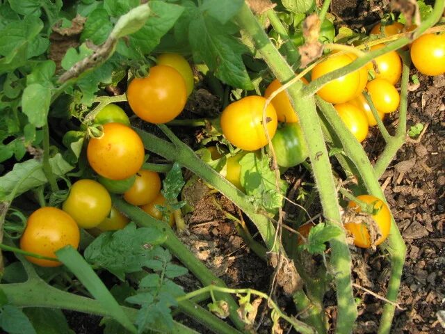 Томат гном полосатый балканский тигр. Томат dwarf grail. Медуница (коричное полосатое × уэлси). Томат грааль dwarf grail. Яблоня коричное.