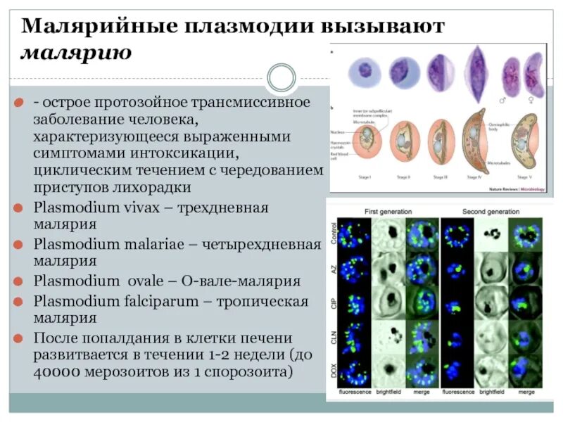 Несколько ведущих генераций плазмодиев в патогенезе малярии. Плазмодий Вивакс заболевание. Plasmodium malariae вызывает заболевание…. Plasmodium Vivax вызывает заболевание…. Малярийный плазмодий вызывает заболевание.