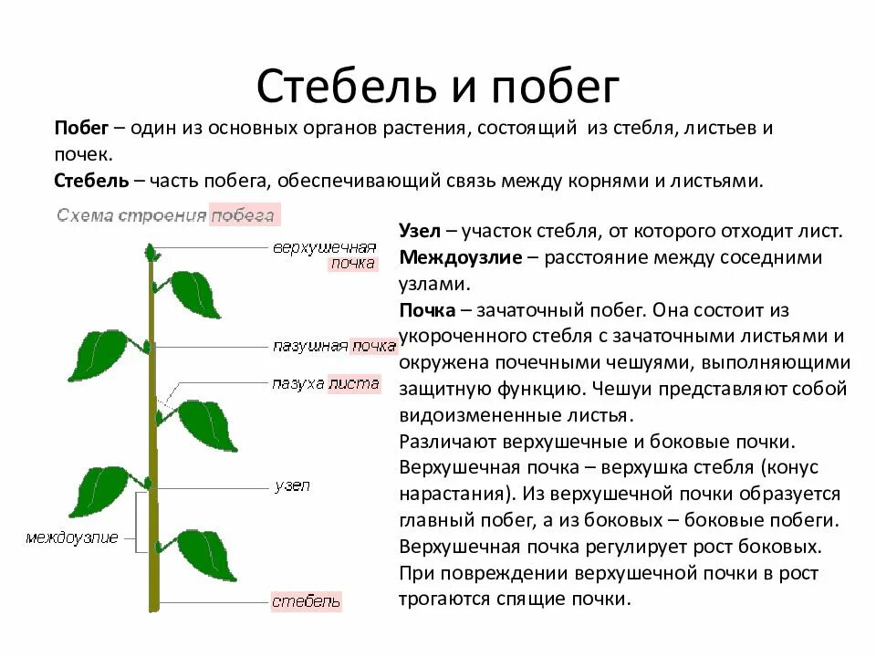 Жизнь растений 6 класс биология кратко. Функции стебля схема. Функции побега цветкового растения. Перечислите функции стебля (побега). Внутреннее строение побега таблица.