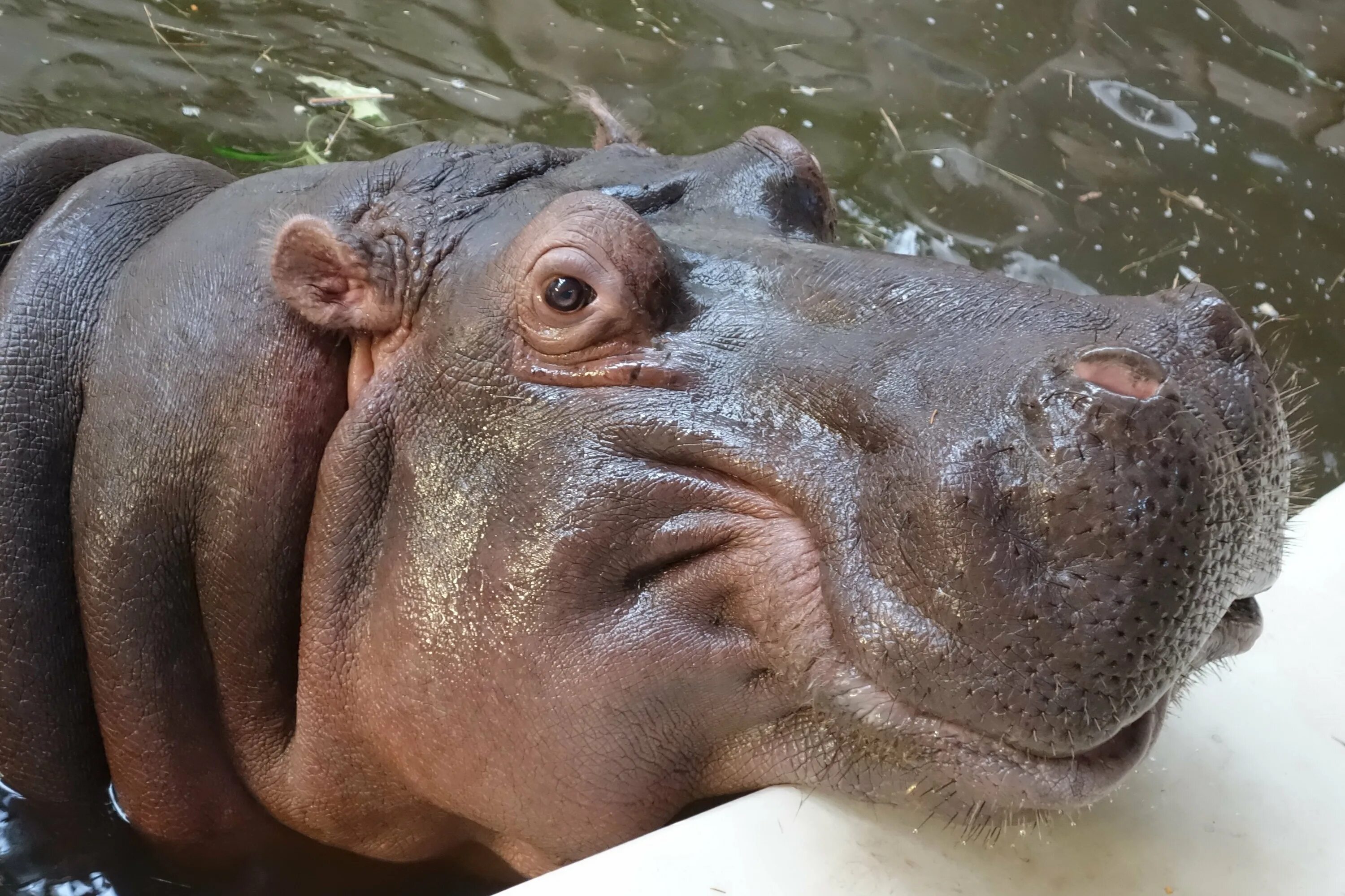 Картинки бегемота прикольные. Картинки бегемота прикольные. Картинки бегемота прикольные. Бегемот. Картинки бегемота прикольные.