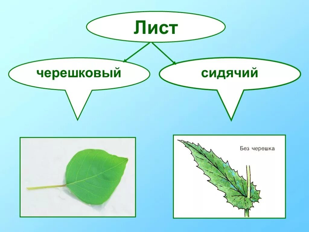 Как отличить листья. Черешковый и сидячий Тип листа. Типы листьев черешковые и сидячие. Черешковый Тип листа и сидячий Тип. Типы листа в биологии черешковый и сидячий.