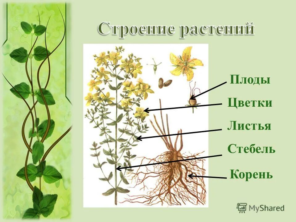 Боковой орган растений. Корень зверобоя. Зверобой строение. Корень стебель лист цветок. Стебель и корень.