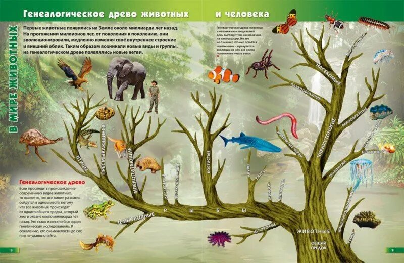 Как располагаются группы животных на родословном древе. Эволюционное Древо живого. Генеалогическое дерево животных. Дерево царства животных. Животное Древо.