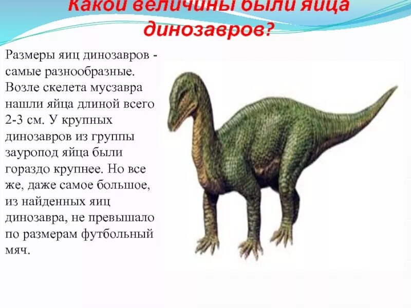 Опиши динозавра. Описание динозавров. Динозавры описание для детей. Факты о динозаврах. Размеры динозавров.