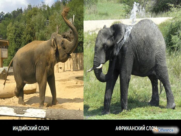 Индийский слон и Африканский слон отличия. Африканский и азиатский слон. Африканские и азиатские слоны отличие. Индийские слоны уши. Чем отличается индийский слон от африканского 1